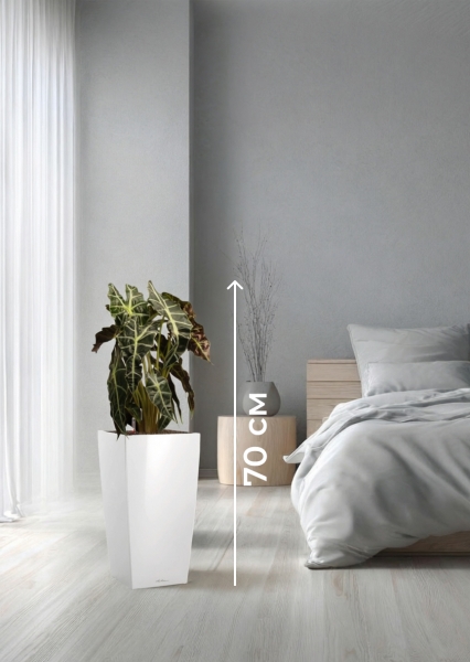 Алоказия Полли 17/50 см в CUBICO 22