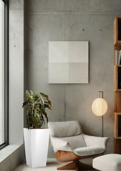 Алоказия Полли 17/50 см в CUBICO COLOR 22