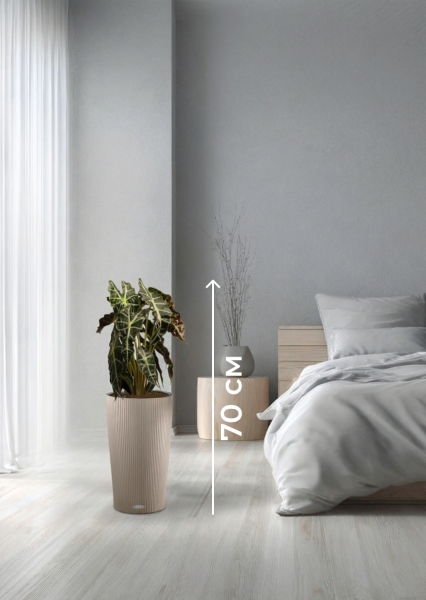 Алоказия Полли 17/50 см в CILINDRO 23