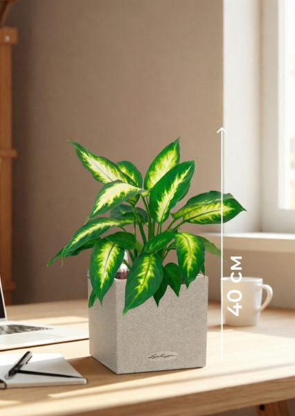 Диффенбахия Камилла 12/40 см в CANTO STONE 14 Диффенбахия Камилла 12/40 см в CANTO STONE 14