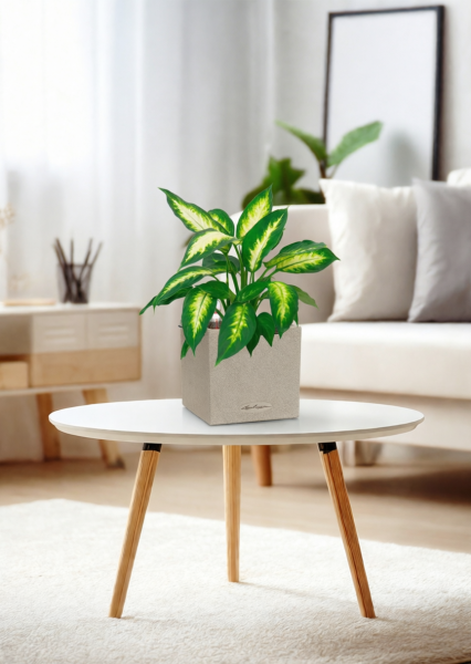 Диффенбахия Камилла 12/40 см в CANTO STONE 14 Диффенбахия Камилла 12/40 см в CANTO STONE 14