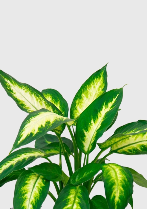 Диффенбахия Камилла 12/40 см в CUBE COLOR 14