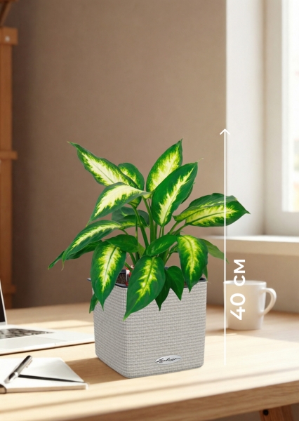 Диффенбахия Камилла 12/40 см в CUBE COLOR 14 Диффенбахия Камилла 12/40 см в CUBE COLOR 14