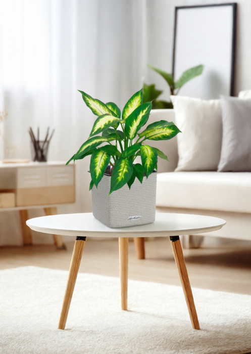 Диффенбахия Камилла 12/40 см в CUBE COLOR 14