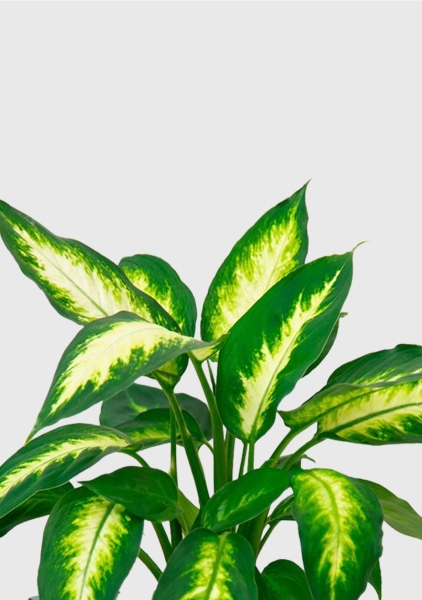 Диффенбахия Камилла 12/40 см в CUBE GLOSSY 14