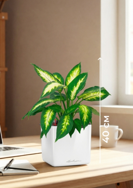 Диффенбахия Камилла 12/40 см в CUBE GLOSSY 14