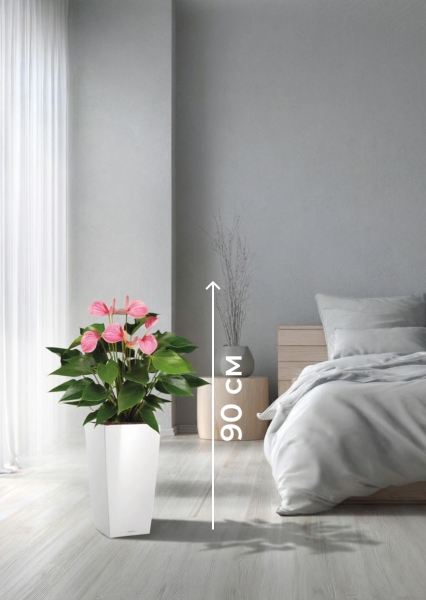 Антуриум Андрианум розовый 17/60 см в CUBICO COLOR 22 Антуриум Андрианум розовый 17/60 см в CUBICO COLOR 22