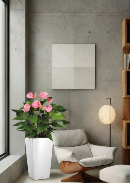 Антуриум Андрианум розовый 17/60 см в CUBICO COLOR 22 Антуриум Андрианум розовый 17/60 см в CUBICO COLOR 22