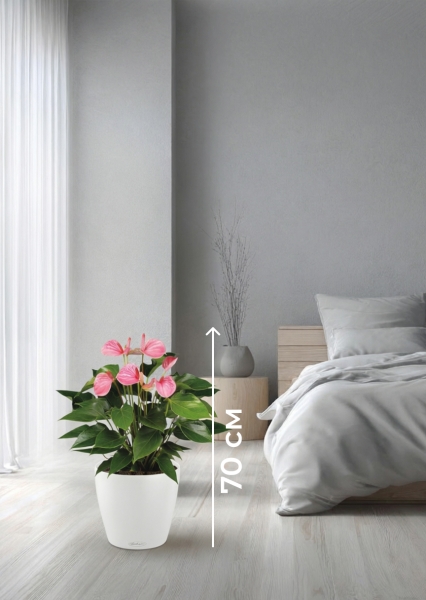 Антуриум Андрианум розовый 17/60 см в CLASSICO LS 21 Антуриум Андрианум розовый 17/60 см в CLASSICO LS 21