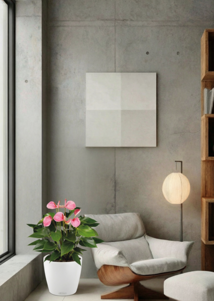 Антуриум Андрианум розовый 17/60 см в CLASSICO LS 21 Антуриум Андрианум розовый 17/60 см в CLASSICO LS 21