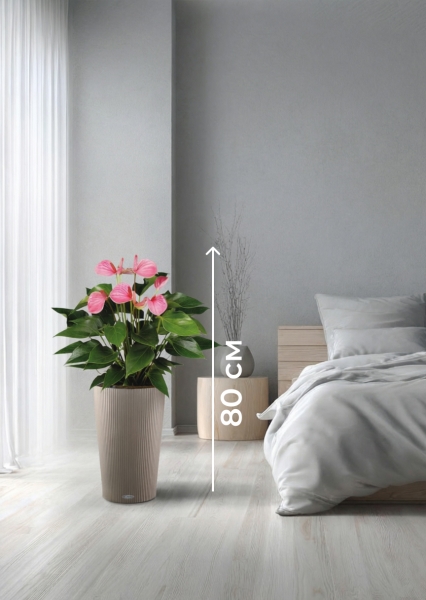 Антуриум Андрианум розовый 17/60 см в CILINDRO 23