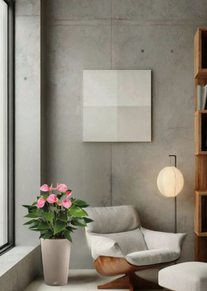 Антуриум Андрианум розовый 17/60 см в CILINDRO 23