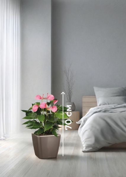 Антуриум Андрианум розовый 17/60 см в QUADRO LS 21