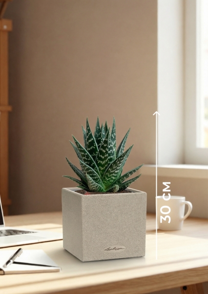 Алоэ Тики Таки 10/20 см в CANTO STONE 14 Алоэ Тики Таки 10/20 см в CANTO STONE 14