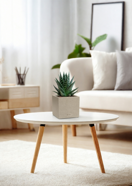 Алоэ Тики Таки 10/20 см в CANTO STONE 14 Алоэ Тики Таки 10/20 см в CANTO STONE 14