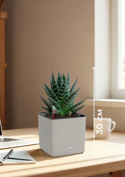 Алоэ Тики Таки 10/20 см в CUBE COLOR 14 Алоэ Тики Таки 10/20 см в CUBE COLOR 14