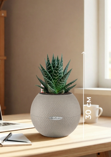 Алоэ Тики Таки 10/20 см в PURO 20 Алоэ Тики Таки 10/20 см в PURO 20