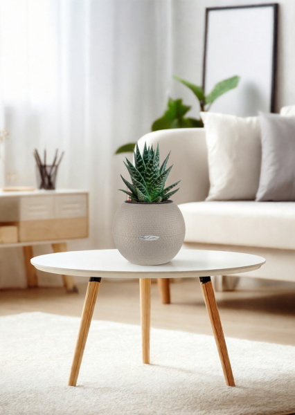 Алоэ Тики Таки 10/20 см в PURO 20 Алоэ Тики Таки 10/20 см в PURO 20