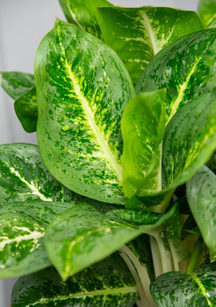 Аглаонема Еллоу Биколор 12/30 см в OJO Аглаонема Еллоу Биколор 12/30 см в OJO