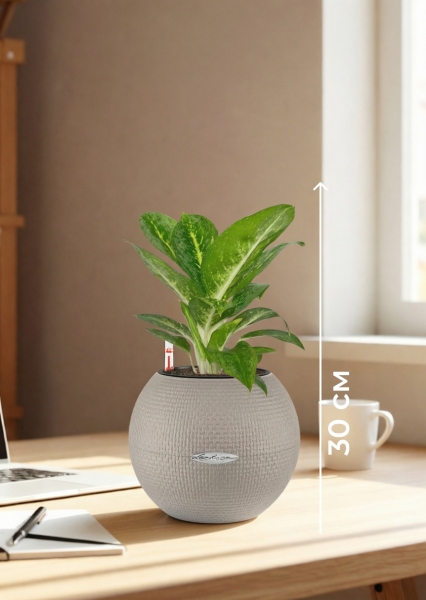 Аглаонема Еллоу Биколор 12/30 см в PURO 20 Аглаонема Еллоу Биколор 12/30 см в PURO 20