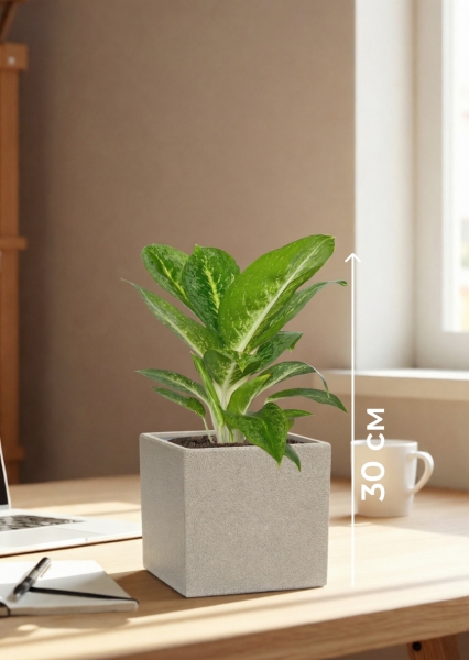 Аглаонема Еллоу Биколор 12/30 см в CANTO STONE 14 Аглаонема Еллоу Биколор 12/30 см в CANTO STONE 14