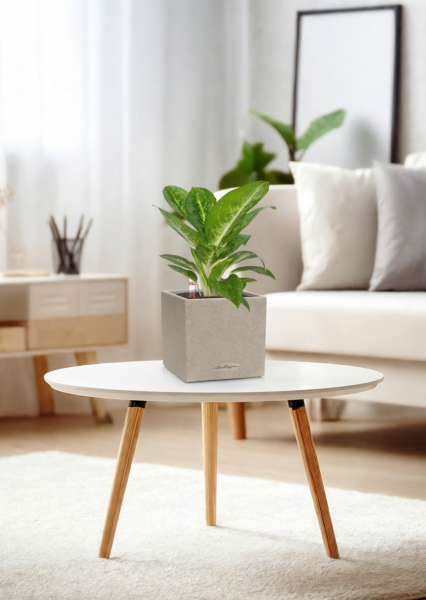 Аглаонема Еллоу Биколор 12/30 см в CANTO STONE 14 Аглаонема Еллоу Биколор 12/30 см в CANTO STONE 14