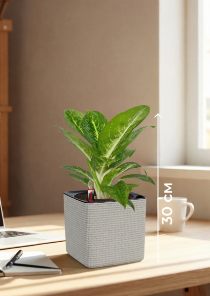 Аглаонема Еллоу Биколор 12/30 см в CUBE Color 14 Аглаонема Еллоу Биколор 12/30 см в CUBE Color 14