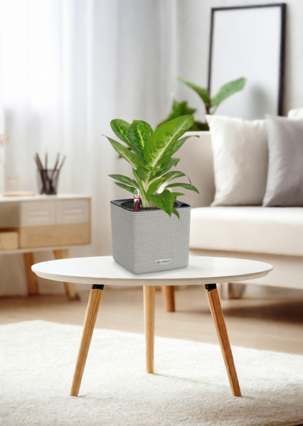 Аглаонема Еллоу Биколор 12/30 см в CUBE Color 14 Аглаонема Еллоу Биколор 12/30 см в CUBE Color 14