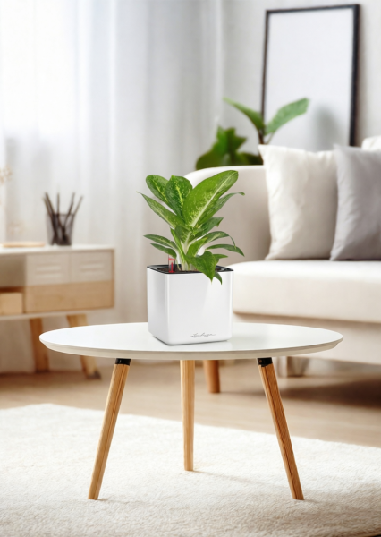 Аглаонема Еллоу Биколор 12/30 см в CUBE Glossy 14 Аглаонема Еллоу Биколор 12/30 см в CUBE Glossy 14