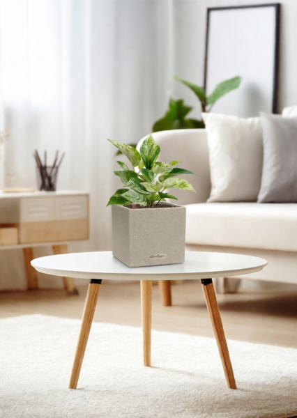 Сциндапсус Марбл Квин 12/20 см в CANTO STONE 14 Сциндапсус Марбл Квин 12/20 см в CANTO STONE 14