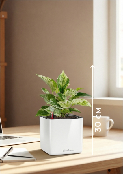 Сциндапсус Марбл Квин 12/20 см в CUBE GLOSSY 14 Сциндапсус Марбл Квин 12/20 см в CUBE GLOSSY 14