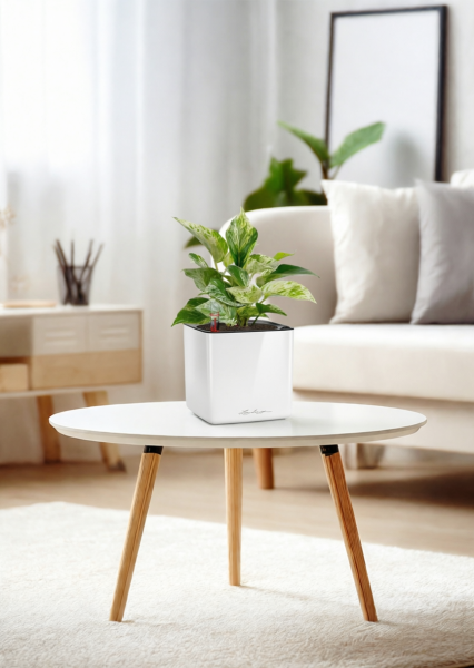 Сциндапсус Марбл Квин 12/20 см в CUBE GLOSSY 14 Сциндапсус Марбл Квин 12/20 см в CUBE GLOSSY 14