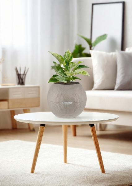 Сциндапсус Марбл Квин 12/20 см в PURO 20 Сциндапсус Марбл Квин 12/20 см в PURO 20