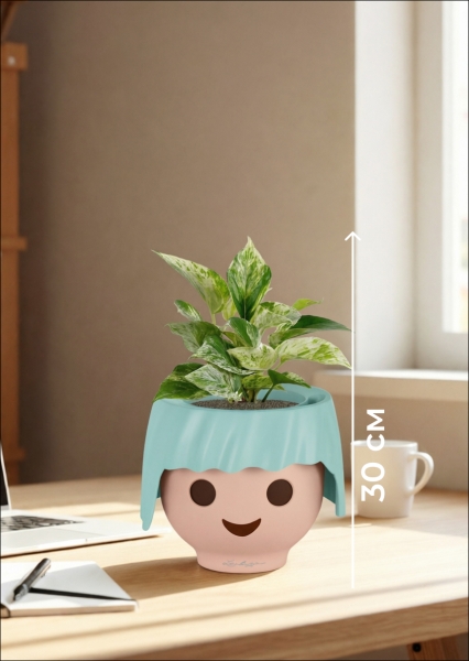 Сциндапсус Марбл Квин 12/20 см в OJO