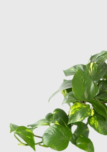 Сциндапсус Ауреум в CANTO STONE 14 Сциндапсус Ауреум в CANTO STONE 14