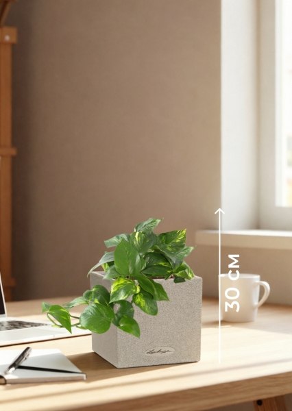 Сциндапсус Ауреум в CANTO STONE 14 Сциндапсус Ауреум в CANTO STONE 14