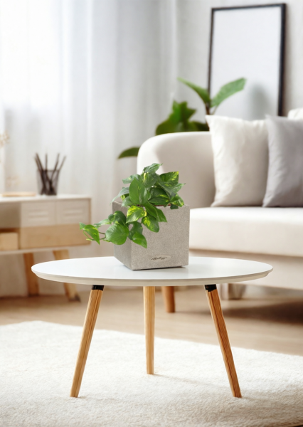 Сциндапсус Ауреум в CANTO STONE 14 Сциндапсус Ауреум в CANTO STONE 14