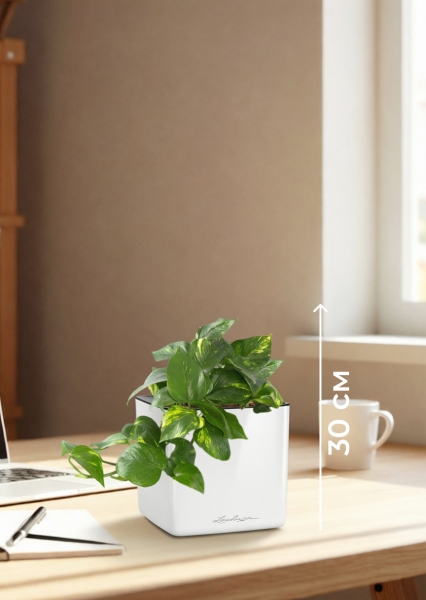 Сциндапсус Ауреум в CUBE GLOSSY 14 Сциндапсус Ауреум в CUBE GLOSSY 14