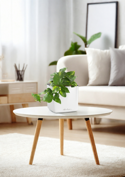 Сциндапсус Ауреум в CUBE GLOSSY 14 Сциндапсус Ауреум в CUBE GLOSSY 14