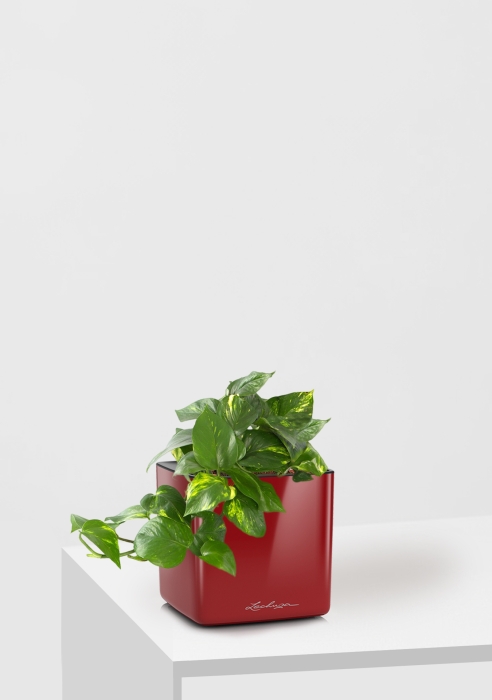Сциндапсус Ауреум в CUBE GLOSSY 14