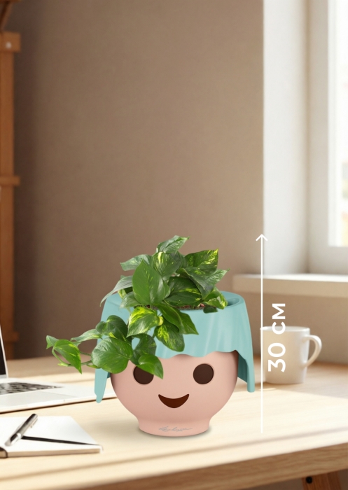 Сциндапсус Ауреум в OJO