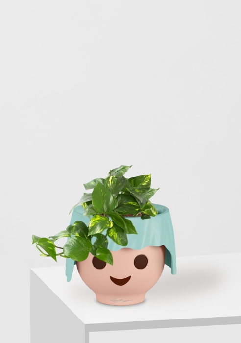 Сциндапсус Ауреум в OJO