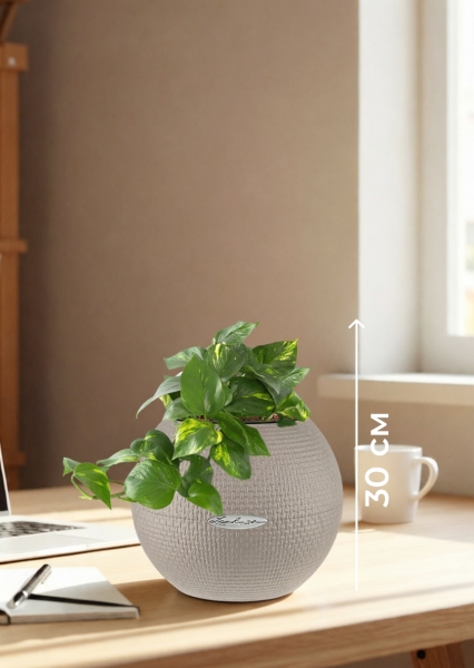 Сциндапсус Ауреум в PURO 20 Сциндапсус Ауреум в PURO 20