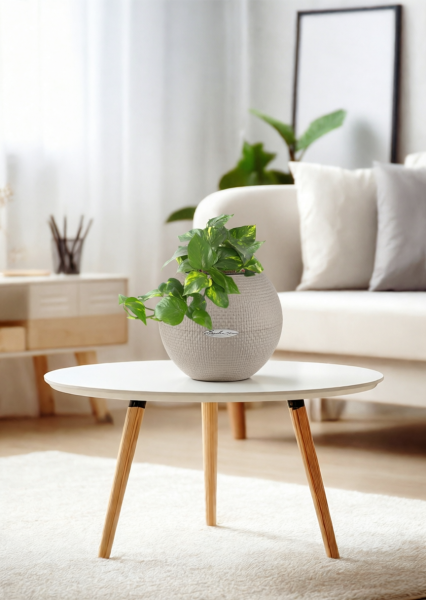 Сциндапсус Ауреум в PURO 20 Сциндапсус Ауреум в PURO 20