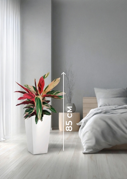 Строманта 19/65 см в CUBICO Color 22 Строманта 19/65 см в CUBICO Color 22