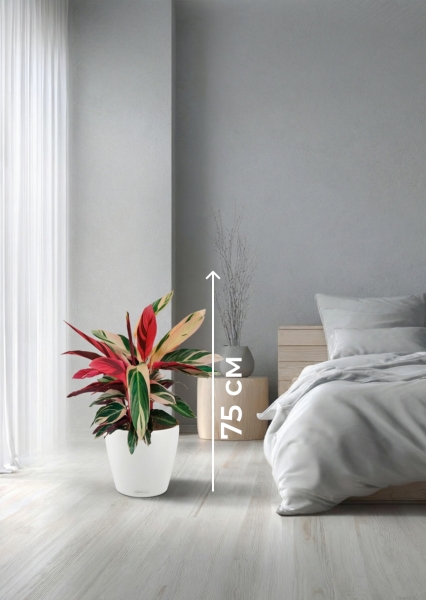 Строманта 19/65 см в CLASSICO COLOR 21 Строманта 19/65 см в CLASSICO COLOR 21