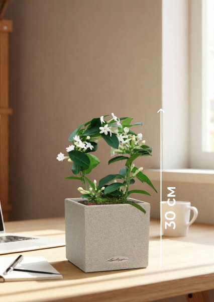 Стефанотис 12/30 см в CANTO STONE 14