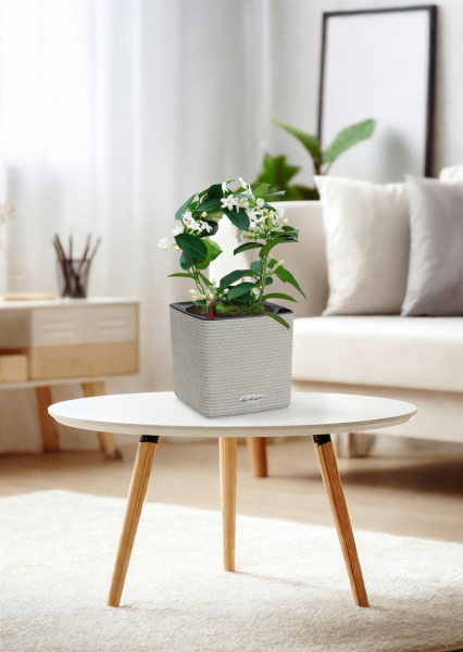 Стефанотис 12/30 см в CUBE COLOR 14