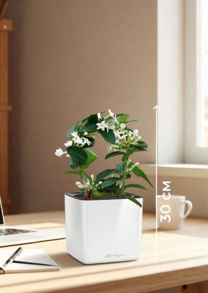 Стефанотис 12/30 см в CUBE GLOSSY 14