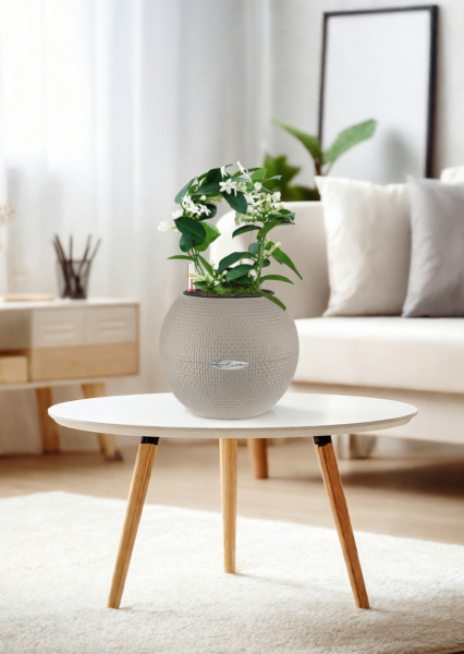 Стефанотис 12/30 см в PURO 20